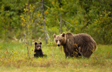 Wall Mural - cute eurasian brown bear cub with a bear mama