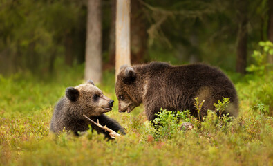 Wall Mural - playful european brown bear cubs in a forest