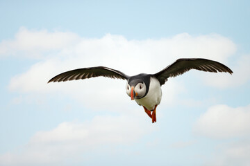 Wall Mural - close-up of atlantic puffin in flight