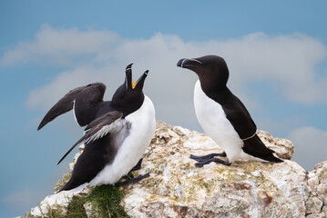 Wall Mural - close-up of two bonding razorbills