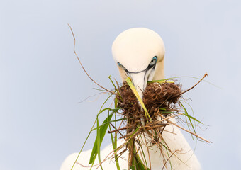 Wall Mural - northern gannet with nesting material in the beak