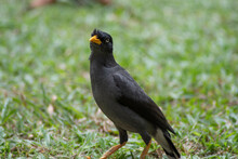 Javan Mynah, A Common Bird Can Be Seen Everywhere In Singapore