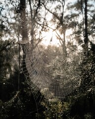 Wall Mural - Vertical shot of a large details spiderweb hanging from trees