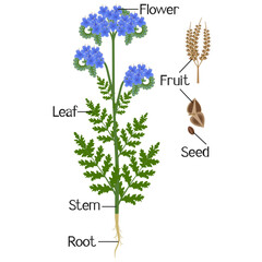 Wall Mural - Parts of phacelia plant on a white background.