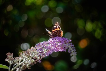 Canvas Print - Closeup shot of the butterfly on the purple flower