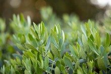 Closeup Shot Of Little Ollie Dwarf Olive Leaves