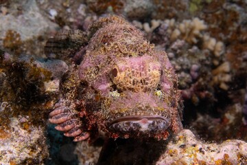 Poster - Stonefish swimming around a sharp textured coral reef under the sea