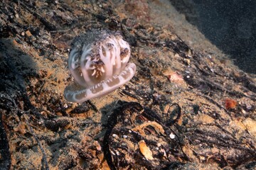 Upside-down Jellyfish swimming around a coral reef under the sea