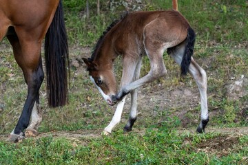 Cute foal trying to walk in the forest