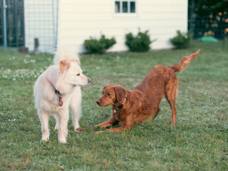 two dogs playing