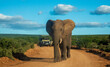 Leading the way, An African Elephant bull in front of a guide's vehicle on Zuurkop Road, Addo Elephant National Park.