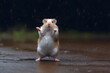 hamster dancing in the rain. Neural network generated in may 2023. Not based on any actual person, scene or pattern. Generative AI