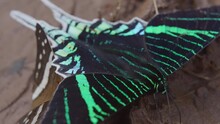 Green-banded Uranias In The Amazon Rainforest, Closeup