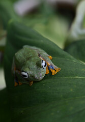 The green tree frog Rhacophorus reinwardtii on a leaf