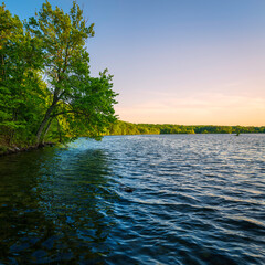 Wall Mural - Sunset over the lake forest with slanted trees. Tranquil woodland landscape over Olney Pond at Lincoln Woods State Park Beach in Providence, Rhode Island