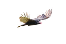 Turkey Vulture. Cathartes Aura