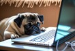 Lazy pet pug dog doing work from home illustration. Ai generative.
