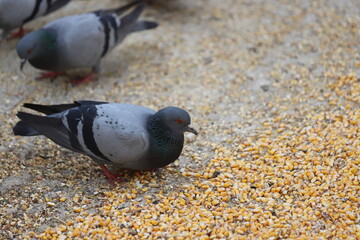 pigeon on the beach