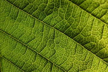 texture green leaf macro abstract background nature