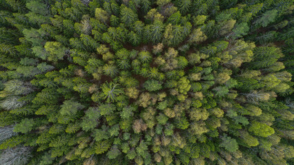 Aufkleber - Aerial top view of summer green trees in forest  drone photography, aerial top down view of a green forest, drone view, natural green background