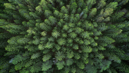 Aufkleber - Aerial top view of summer green trees in forest  drone photography, aerial top down view of a green forest, drone view, natural green background
