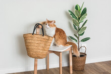 A Beautiful Red Cat On A Chair, A Straw Bag, A Ficus In A Basket In The Hallway Interior