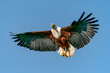 The African fish eagle (Haliaeetus vocifer) in flight. The eagle is flying to catch a fish.      