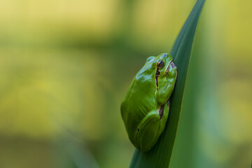 Wall Mural - Hyla arborea - Green tree frog on a stalk. The background is green. The photo has a nice bokeh. Wild photo