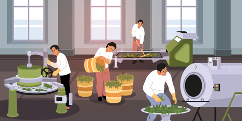 Drying tea process. People work for traditional drink industry, dried, sorted, fermented green leaves in industrial equipment, indian product. Cartoon flat isolated tidy vector concept