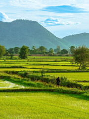 Wall Mural - Asian male farmer with a beautiful landscape natural view of the rice fields and irrigation with mountains in the background in evening sky. Mid distance view of farmer working in rice paddy field.