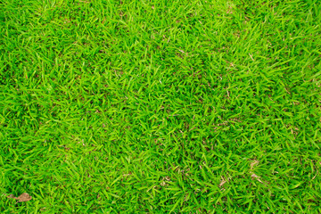 Canvas Print - green grass background
