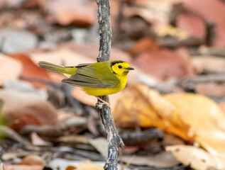 Wall Mural - A male hooded warbler perched on a branch during spring migration. 