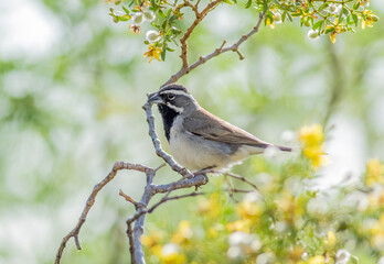 Wall Mural - A black-throated sparrow perched on a branch of a flowering desert bush. 