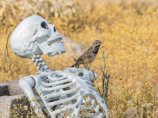 Wall Mural - Cactus wren perched on Halloween Skeleton Decoration