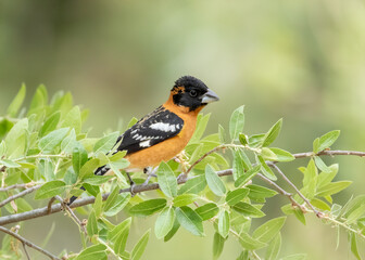 Wall Mural - A male black-headed grosbeak perched on a branch 