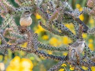 Wall Mural - A pair of cactus wren fledglings perched on a cactus 