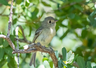 Wall Mural - A huttons vireo perched on a branch 