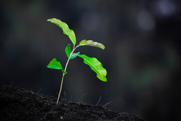 Wall Mural - Close-up photo of a sapling planted and growing in the soil, soft sunlight. Field for outdoor agriculture. Farm. Cultivation seedlings using seeds. Save the world, save nature.