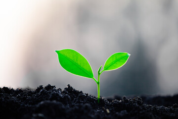 Wall Mural - Close-up photo of a sapling planted and growing in the soil, soft sunlight. Field for outdoor agriculture. Farm. Cultivation seedlings using seeds. Save the world, save nature.