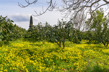 Wall Mural - Oxalis pes-caprae flowers during a spring bloom on orange farm in Kucukbahce (Karaburun, Izmir province, Turkiye)