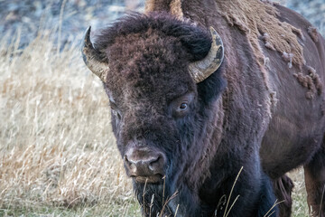 Wall Mural - Bison bull standoff, head and shoulder, in a meadow of the northwest wilderness area of Wyoming in spring.