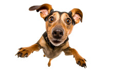 Cute Playful Doggy Or Pet Is Playing And Looking Happy Isolated On Transparent Background. Dachshund Young Dog Is Posing. Cute, Happy Crazy Dog Headshot Smiling On Transparent, Png