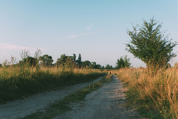 Sticker - Bright green trees and dry grass and sky a cloudy day. Rural landscape. At the end of the road sits a dog, waiting for its owner. Beauty of nature is around us	