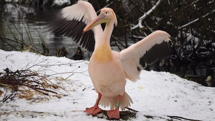 Canvas Print - pink pelican with outstretched wings on a background of snow in winter