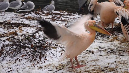 Canvas Print - pink pelican with outstretched wings on a background of snow