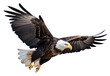 Bald Eagle Flying Isolated on Transparent Background - Generative AI
