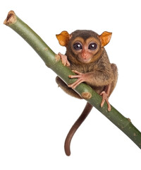 Wall Mural - tarsier on a twig isolated on transparent background - generative ai