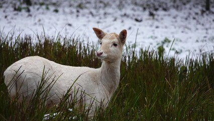 Poster - famale white deer in winter on the snow