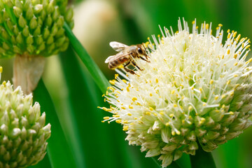 Poster - A bee on an onion