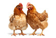 two hens, isolated background. Generative Ai